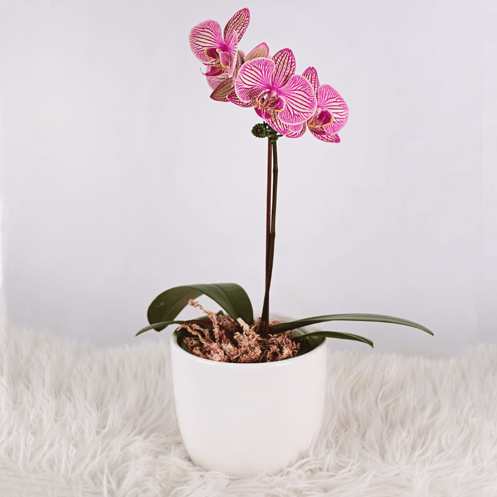 Mini Orquidea