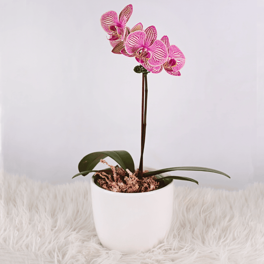 Mini Orquidea
