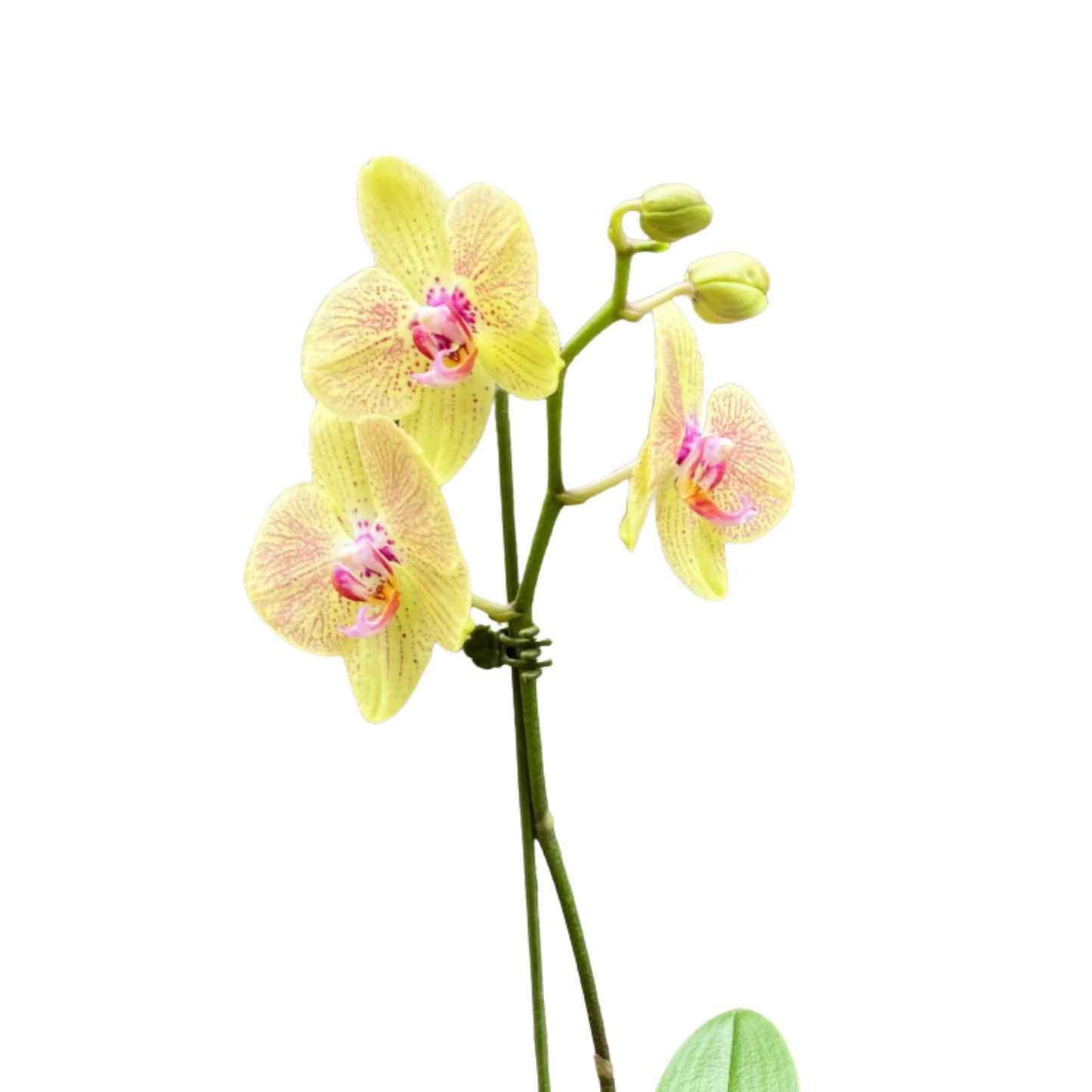 Orquidea con Maceta blanca - Orquidea Mediana